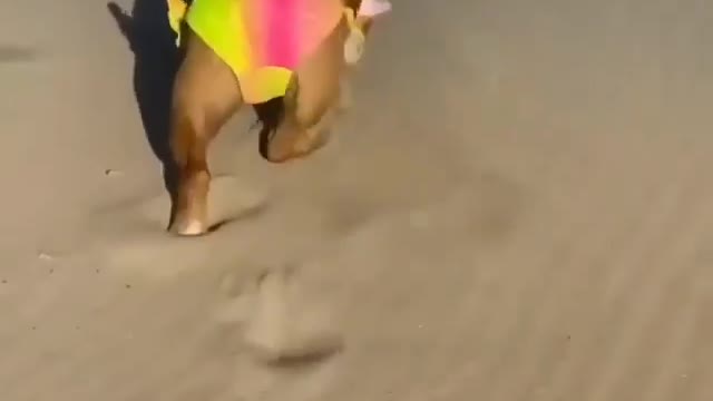 Baby BULLDOG wears PANTY and running on the beach