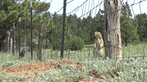 Prairie Dog, Mora NM