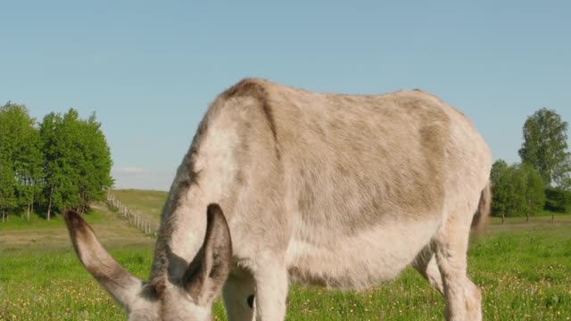 cute little donkey