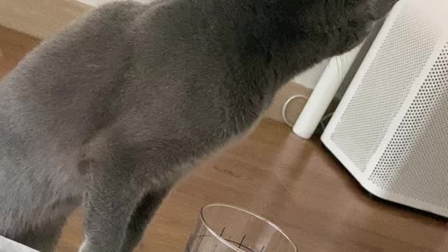 How to drink a cat's water