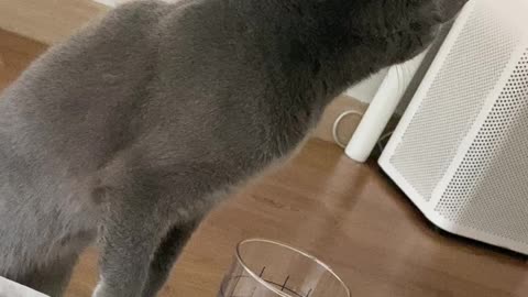 How to drink a cat's water