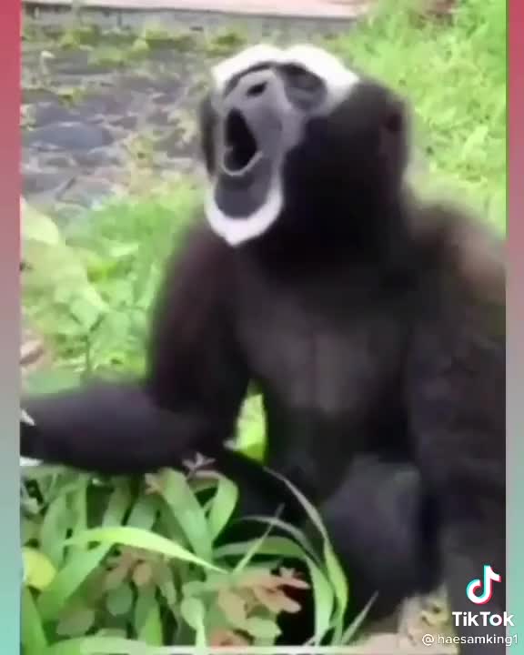 Animal jokes Animal jokes Animal jokes