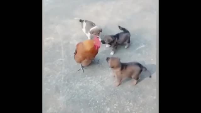 Puppy vs Rooster amazing fight funny video