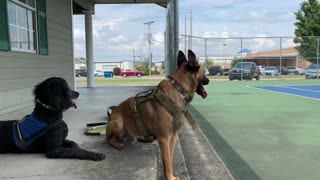 Dogs watch tennis match