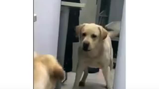 Dog Seeing Mirror First time