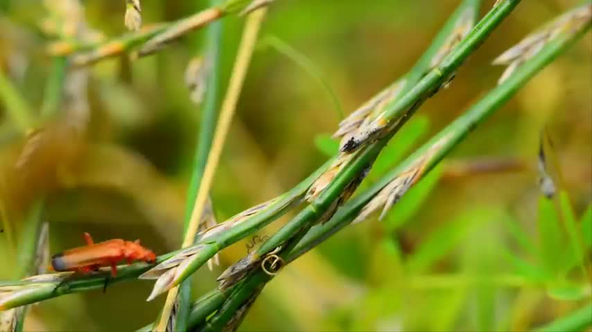 Nature And Wildlife Video – Bird and animal is beautiful creature on our planet