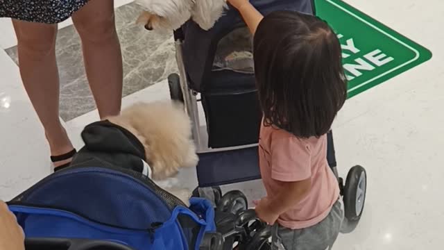 Sophie And Two Dogs