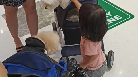 Sophie And Two Dogs