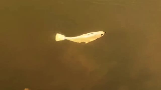 This fish lure looks like real fish!