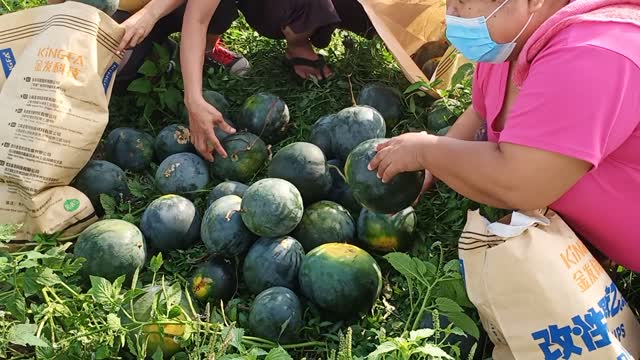 Watermelon Harvesting