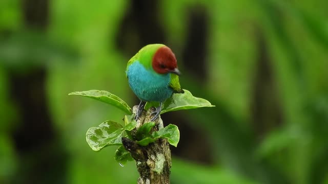 Beautiful Multicolor Bird Sitting On The Tree and Looking Something