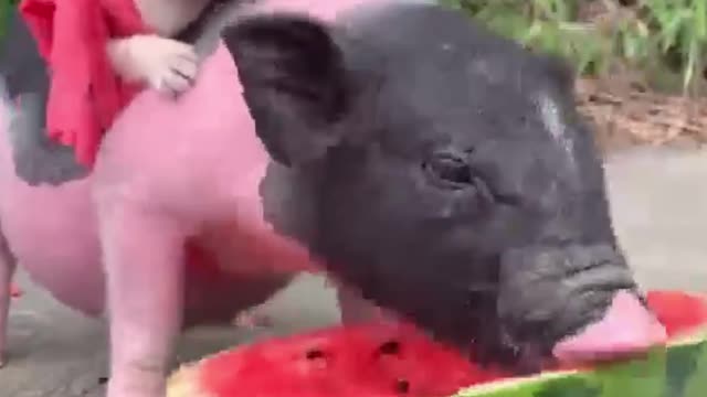 Little black pig carries a puppy and eats fruit