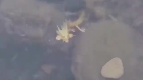 This is a beautiful and charming water-dwelling species