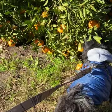 Dog picking mandarin with human , see what happened at the end