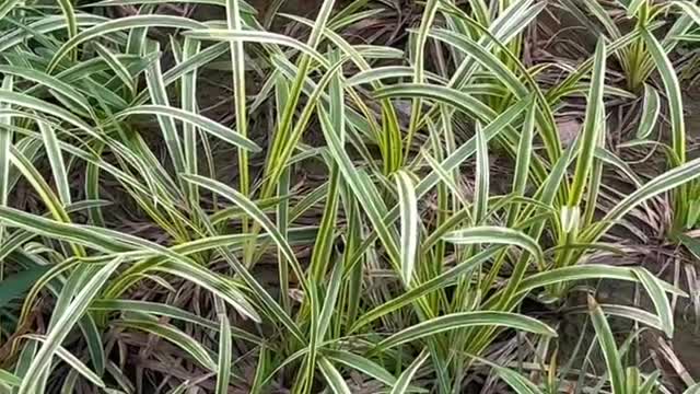 White and green grass