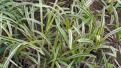 White and green grass