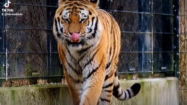 A Tiger Walking Inside a Cage