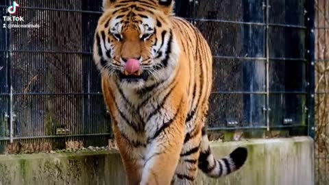 A Tiger Walking Inside a Cage