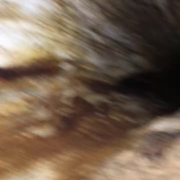 Looking in side a Empty tree