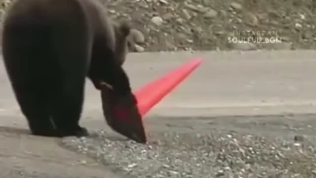 Bear helping human