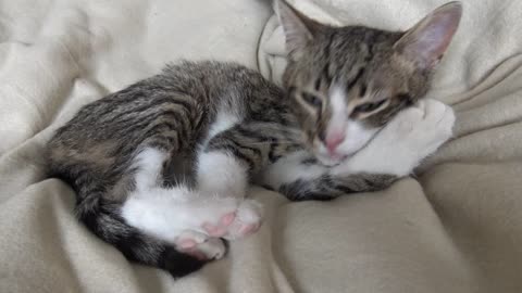 Baby Cat Rudolph Is Cleaning His Fur