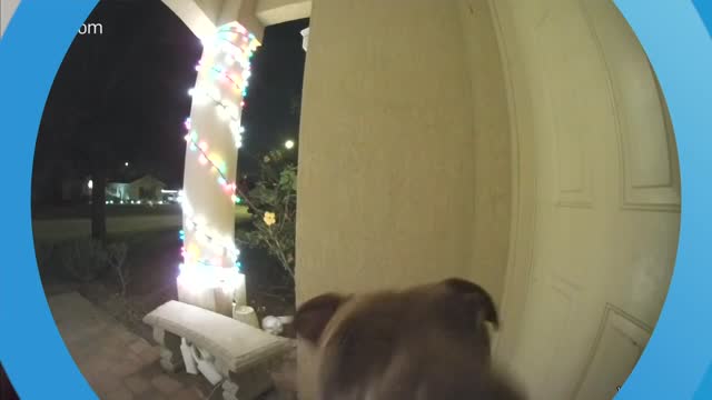 dog mistaken the girl