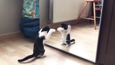 Funny Cat And mirror Video|Funny video|What's App Videos|30 Seconds Status Video|