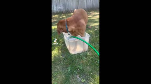 funny animals beautiful dogs