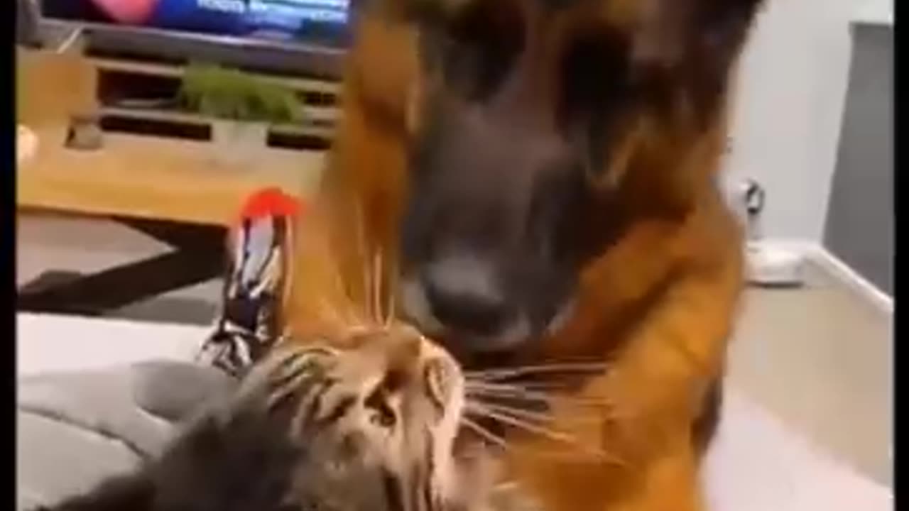 Cats&dogs fall in love together🥰😍