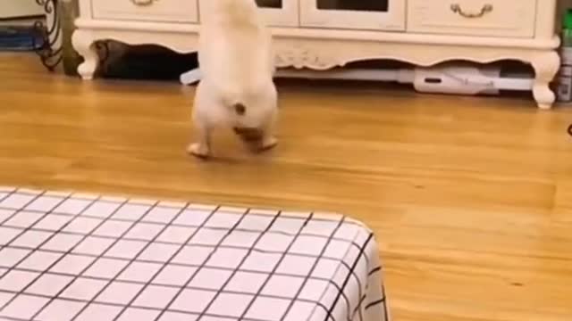 So funny cute ❤ dogs 🐶 and cats 🐱 part 35