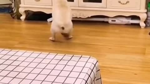 So funny cute ❤ dogs 🐶 and cats 🐱 part 35