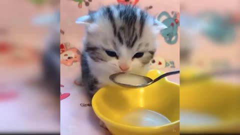 Shrewd cat