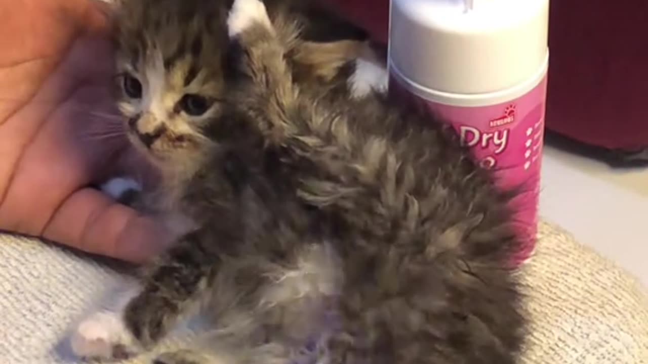 "Cat's First Time in the Shower, Unexpected Reaction!"