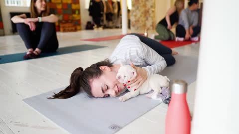 Yoga With Puppies - Pets Yoga Rooftop - Akitas Puppies