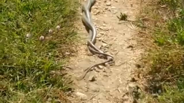 king cobra snake mating