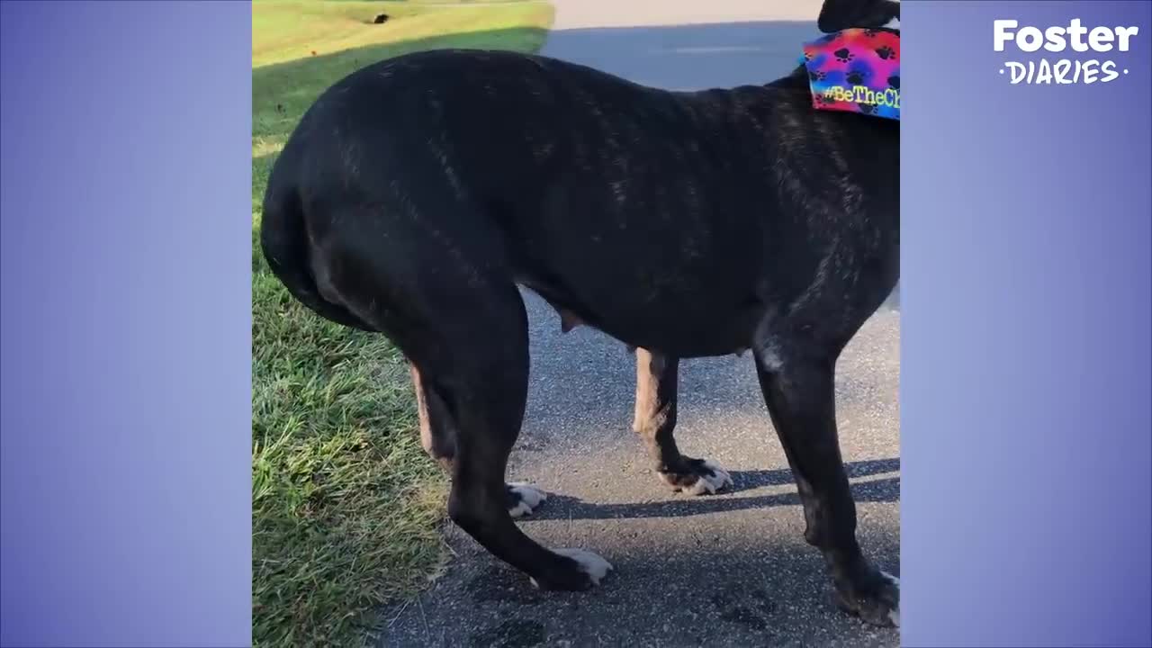 Pittie Rescued From A Chain LOVES Stuffed Animals | The Dodo Foster Diaries