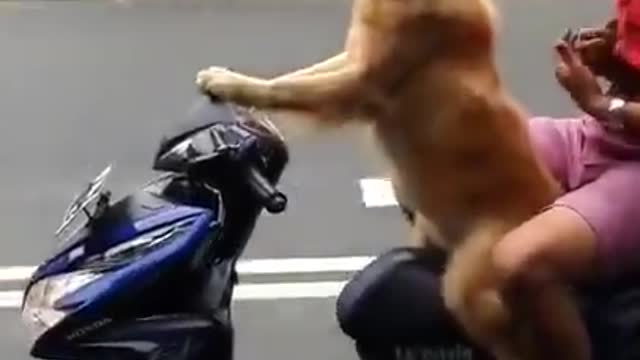 Amazing dog drove a motorcycle with his owner