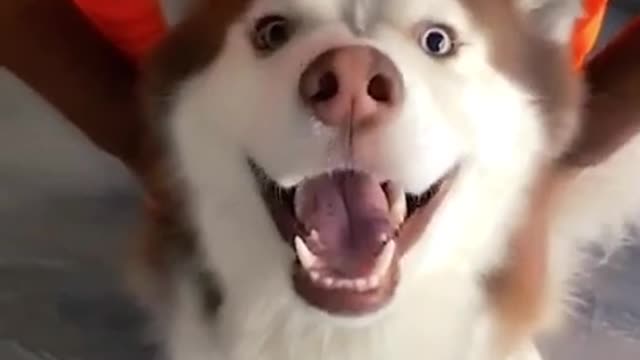 FUNNY ANIMALS VIDEOS TRY NOT TO LAUGH 🤣