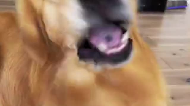 I Love Pets - Funny Pets Video Clips #Funny Pets