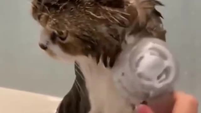 The Cat Being Bathed By The Owner