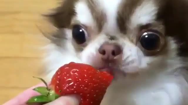 Funny Dog Videos 2021 It's time to LAUGH with Dog's life293