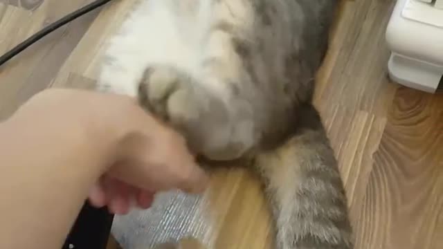 cat eating chili sauce