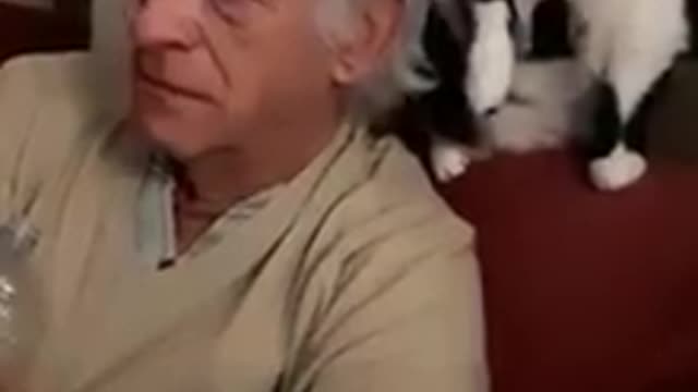 Funny Cats, Dogs