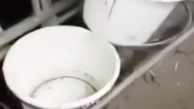 Cow smart moment caught..
