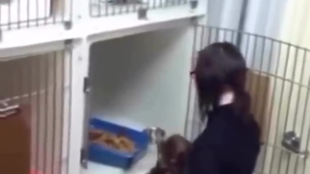 Video Claims Woman Is Eating Dog Poop