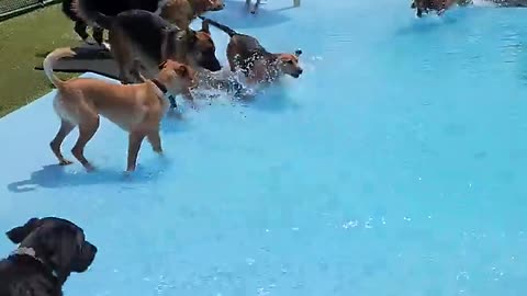 Pool day for pups