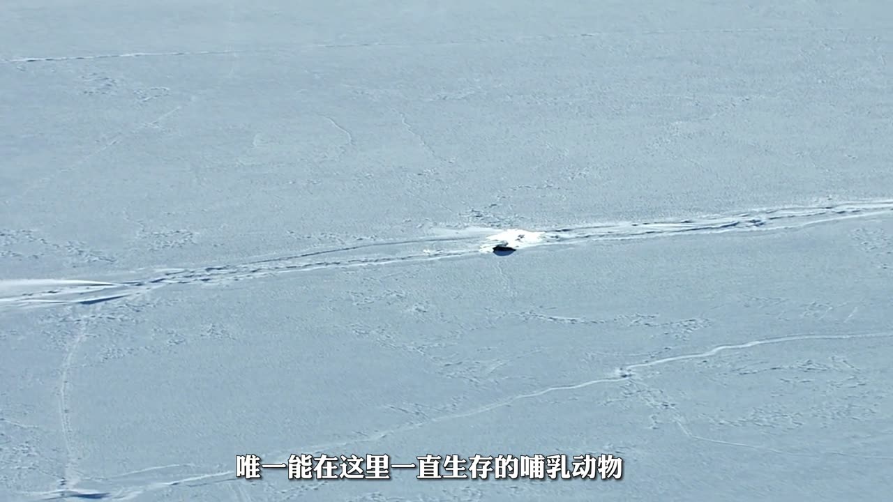 Life of Seals in Water: Graceful Swimmers of the Sea