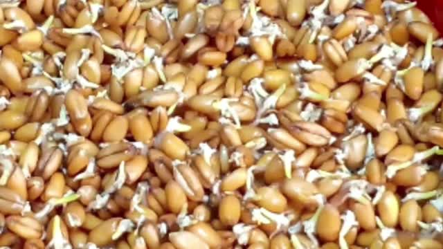 Very Cool Time Lapse Video Of A Growing Plant In A Pot