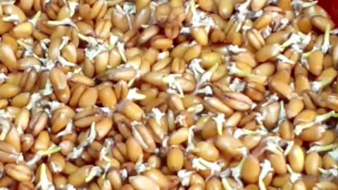 Very Cool Time Lapse Video Of A Growing Plant In A Pot