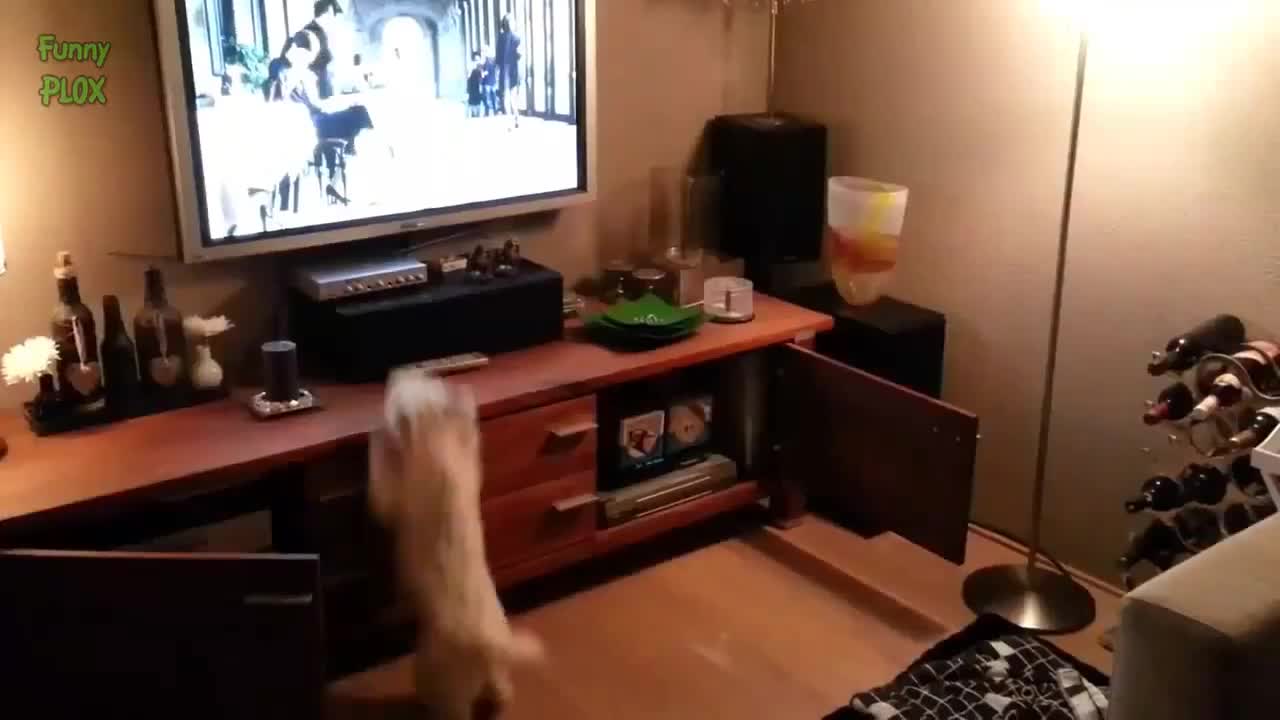 Funny Dogs Watching TV